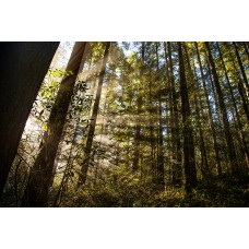 Foggy Morning Sunlight