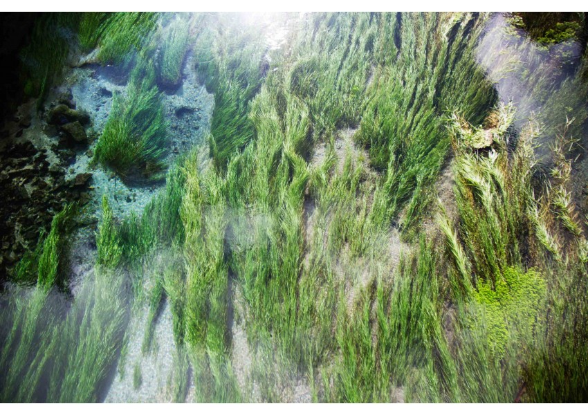 Underwater Grasses
