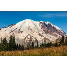 Rainier Golden Meadows