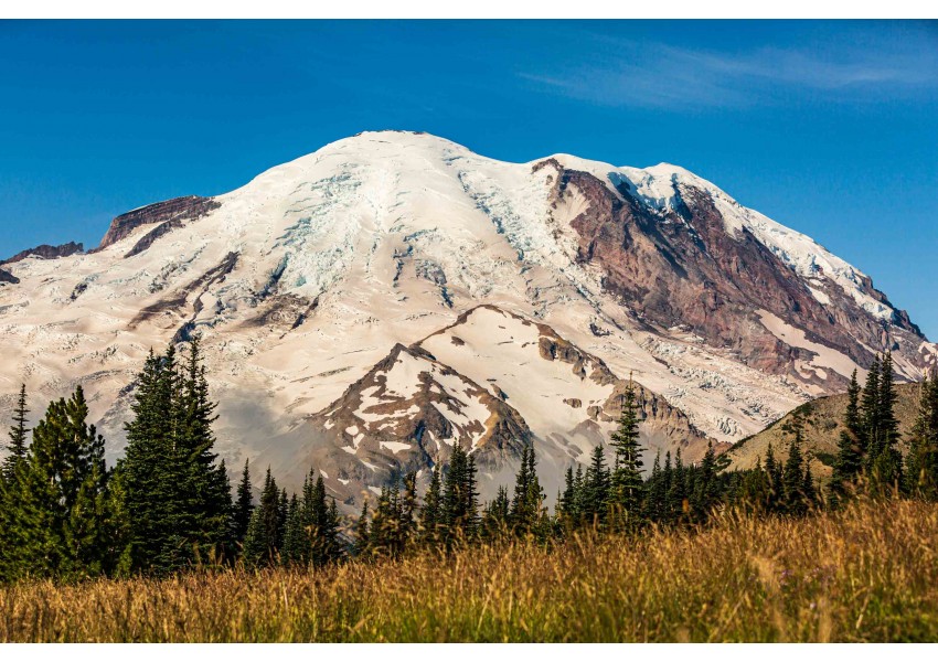 Rainier Golden Meadows